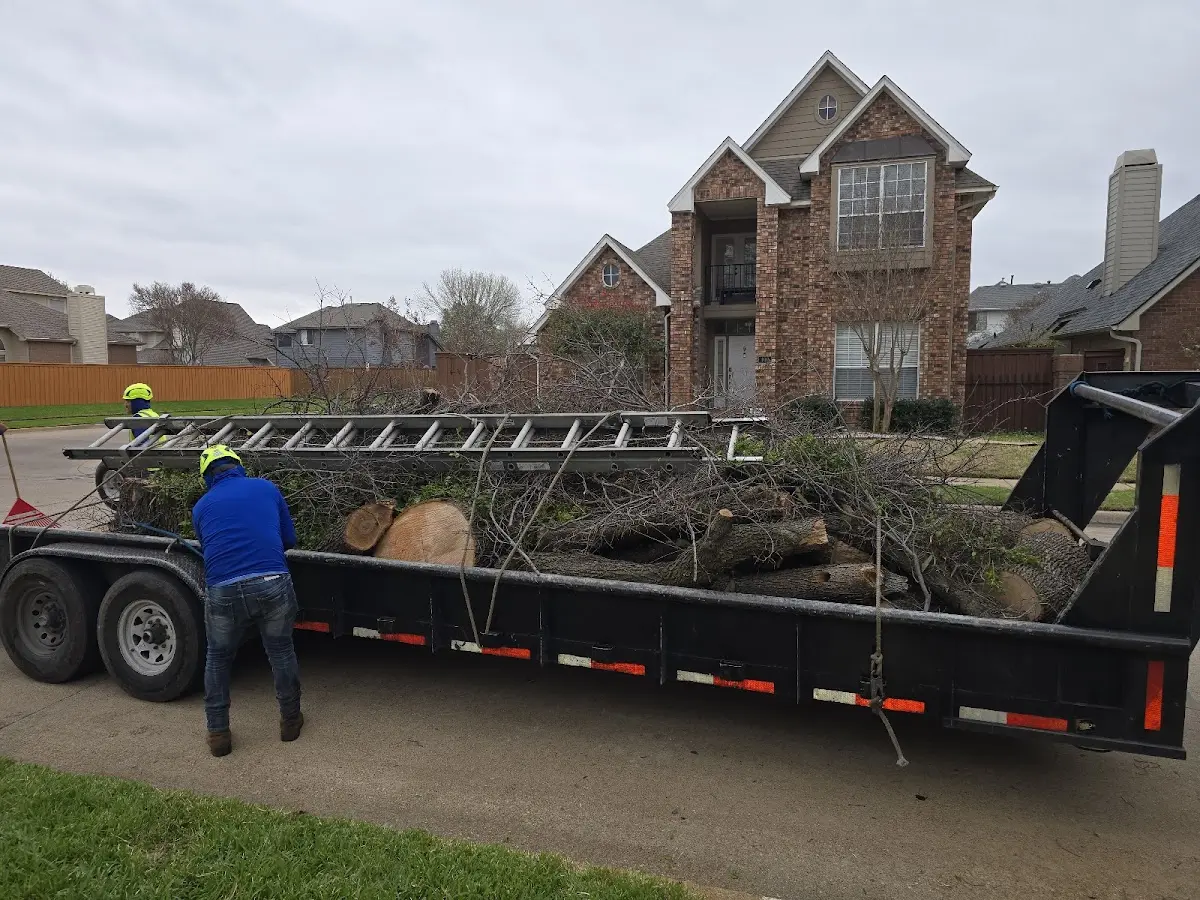 Expert Tree Fertilization with proper safety equipment in Adamstown